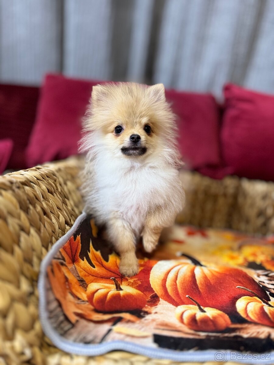 Pomeranian mini S PP - 5