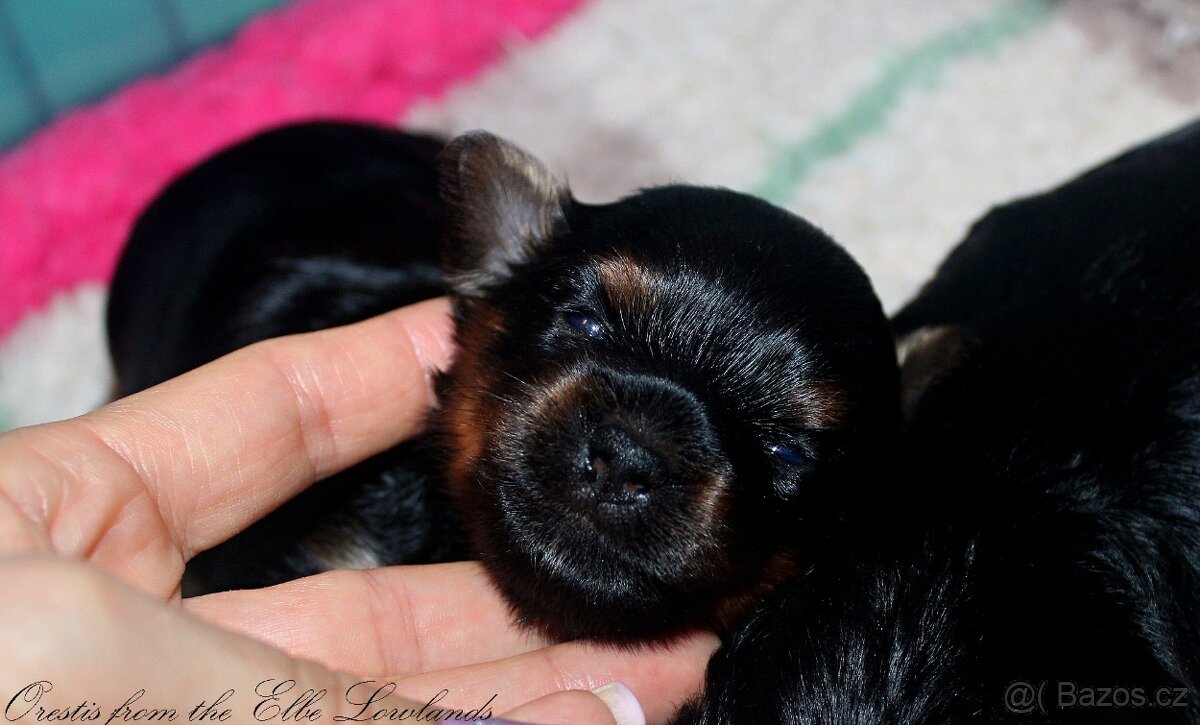 biewer terier s PP / jorksírský terier s PP - 5