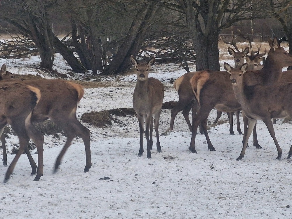 Hospodářská zvířata - 5