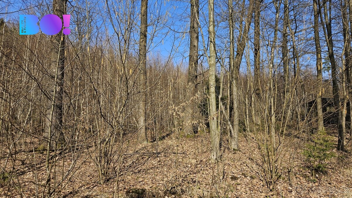 Prodej lesů, 55 558 m², Rybí - 5