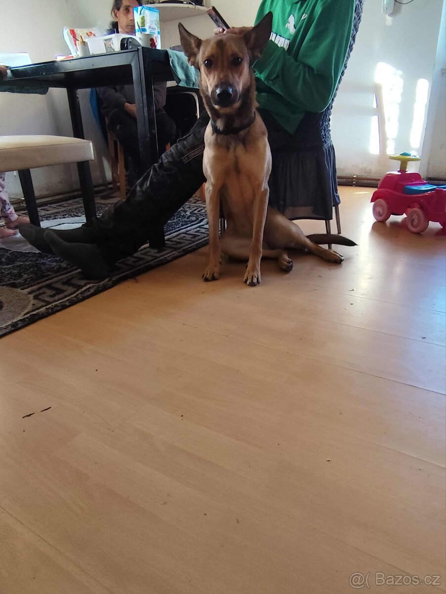 Belgický ovčák - 5