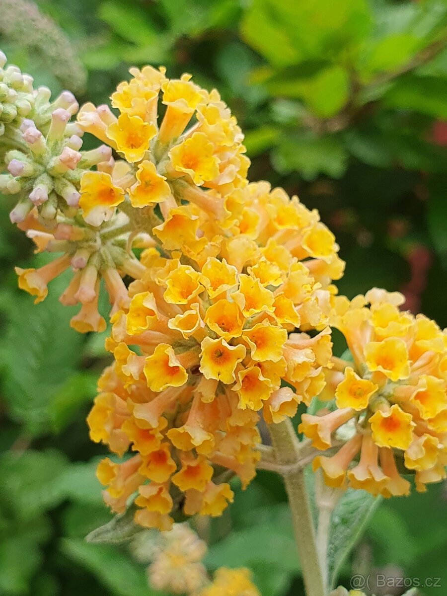 Motýlí keř, komule Davidova - 5