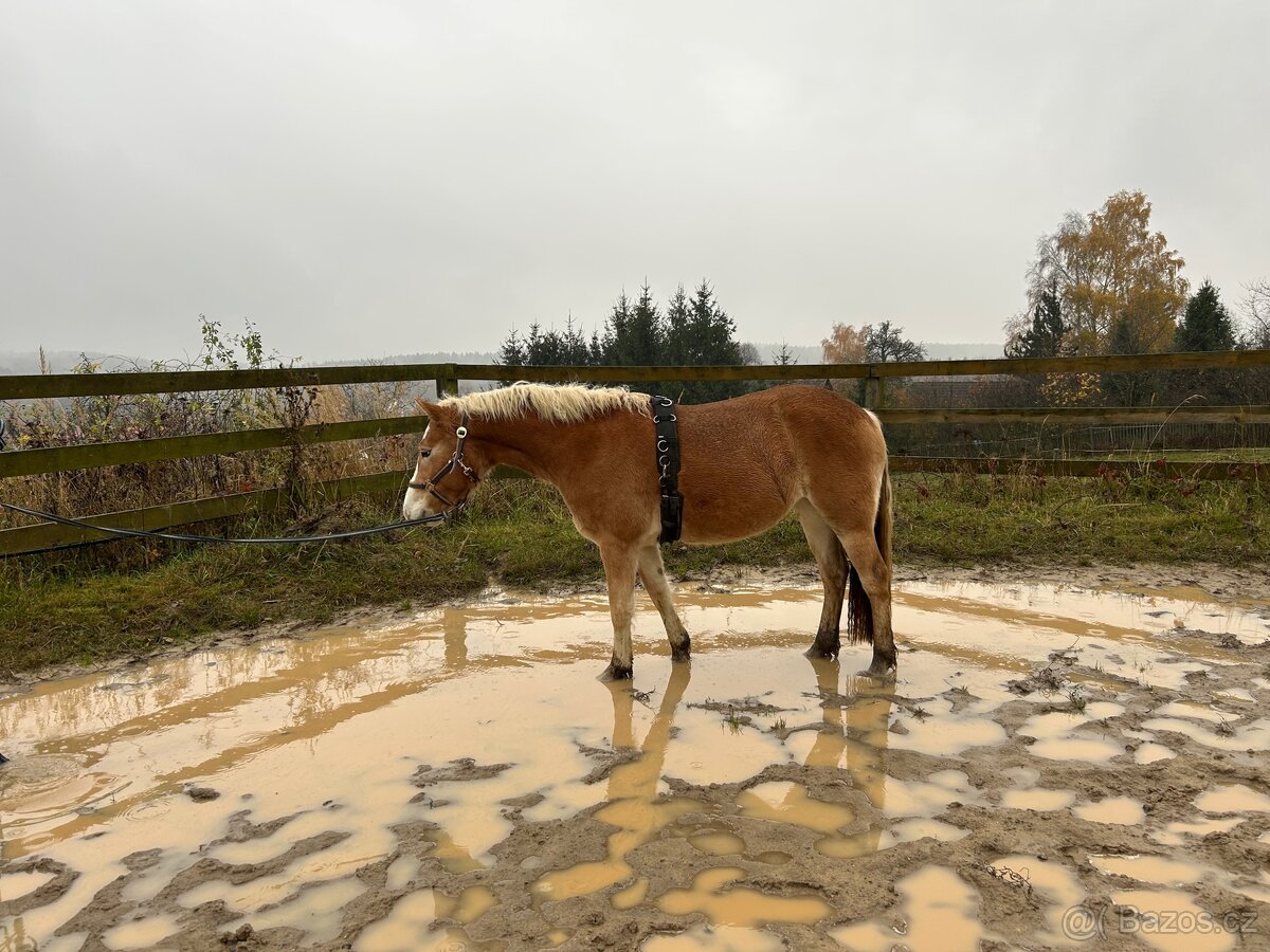 Kvalitní klisnicka hafling - 5