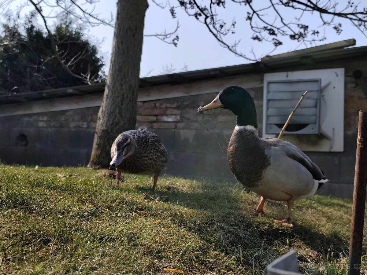 Kachna divoká mladý pár - 5