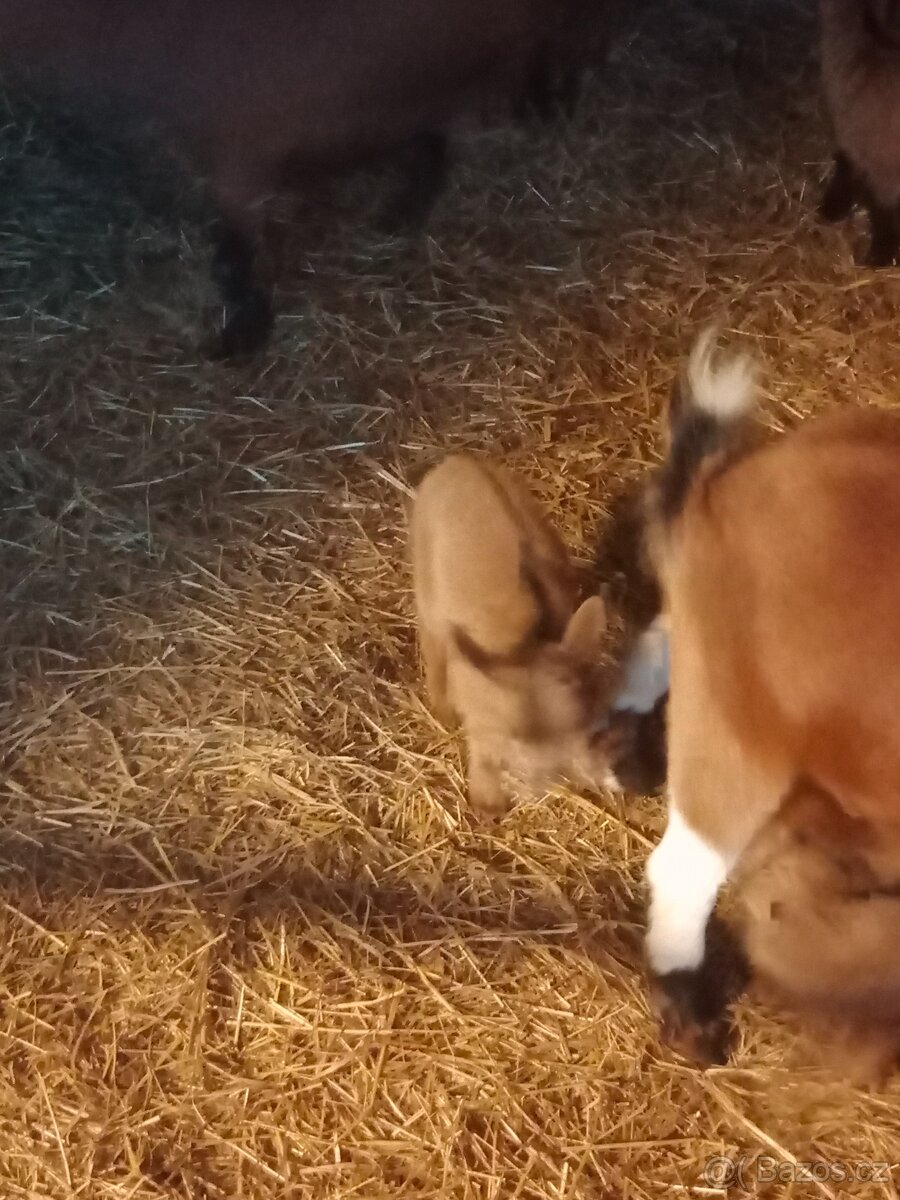 Kamerunská kůzlata - 5