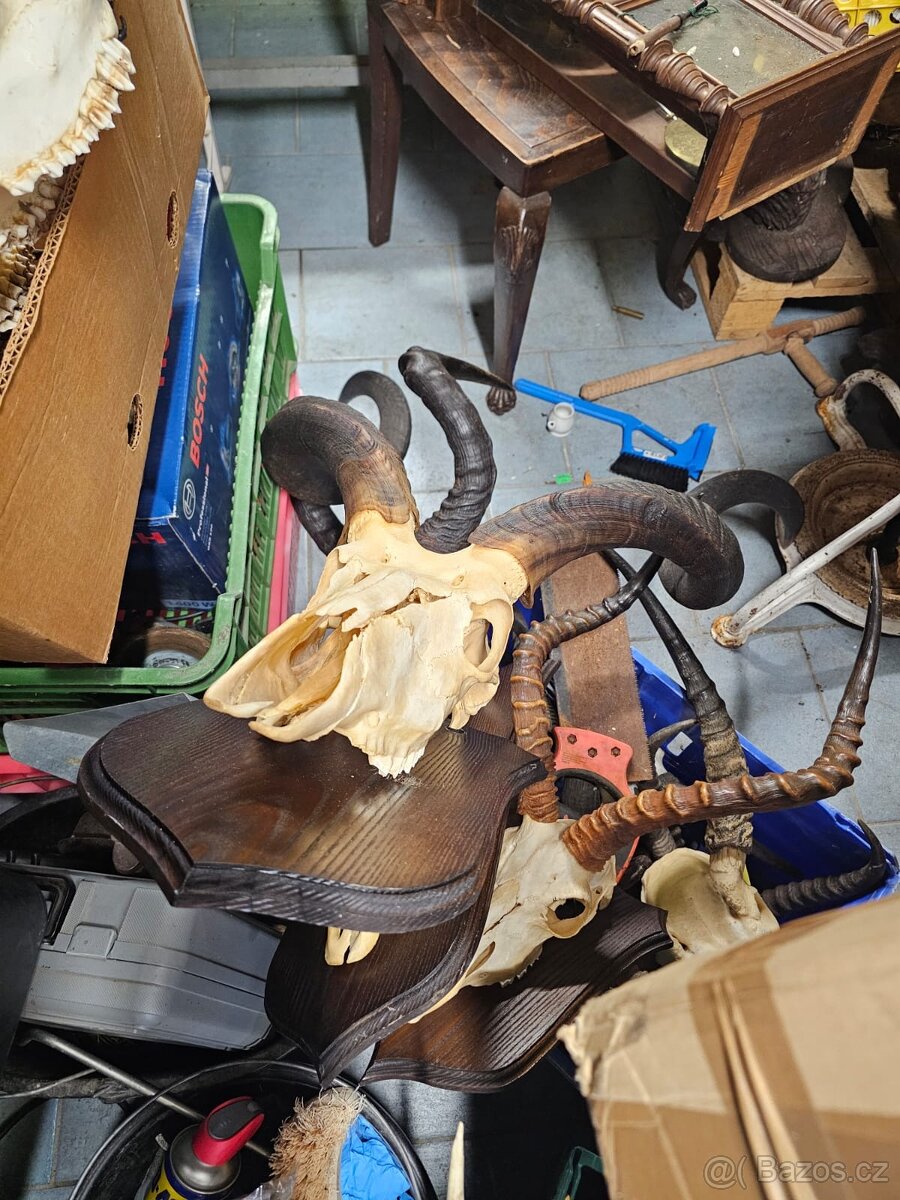 Paroží,trofeje,shozy,obrazy - 5