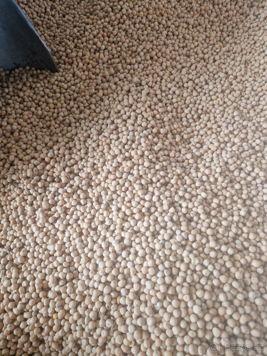 Pšenice, Ječmen, oves, hrách, bob obecný, řepka - 5