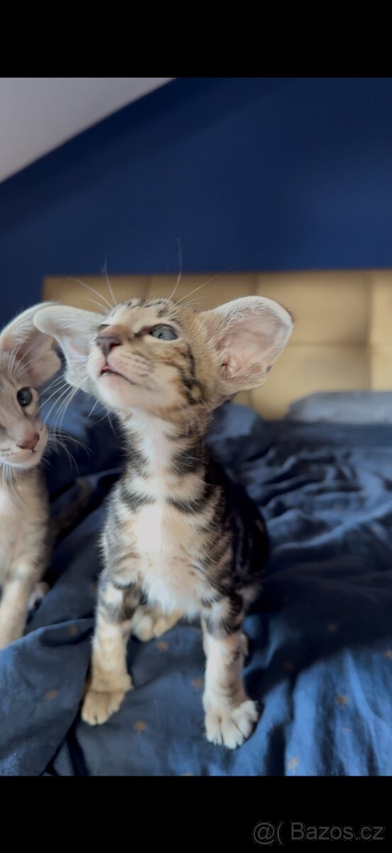 Orientální koťe Marbleficent s PP Pygmalion - 5