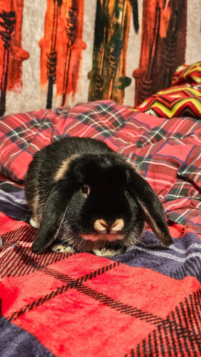 Zakrslý beránek samička - 5