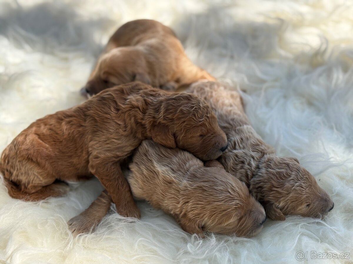 Goldendoodle - 5