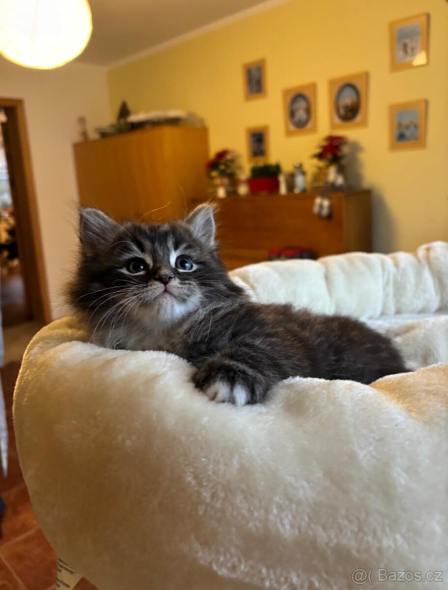 Sibiřská kočka, kocourek - 5