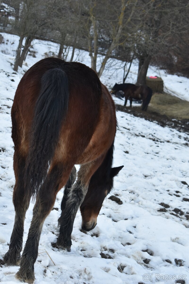 Kobylka - Norik muránsky - 5