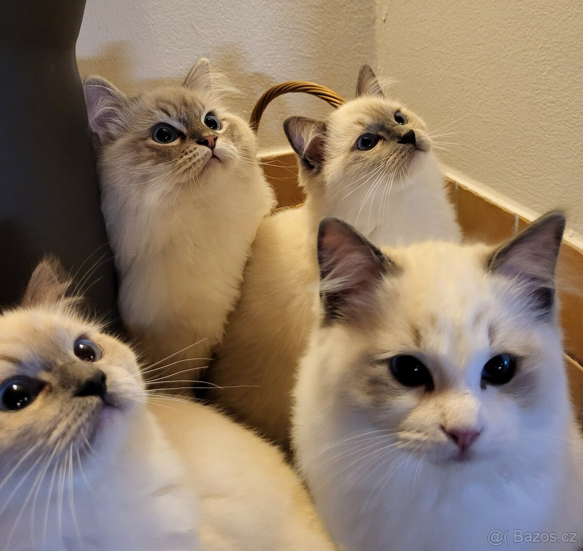 Ragdoll koťata s PP - 5