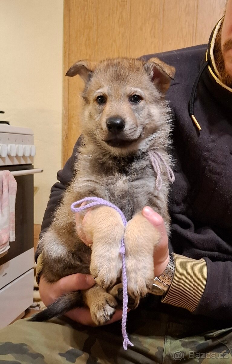 Československý vlčák, štěňata z Tajemné zahrady - 5