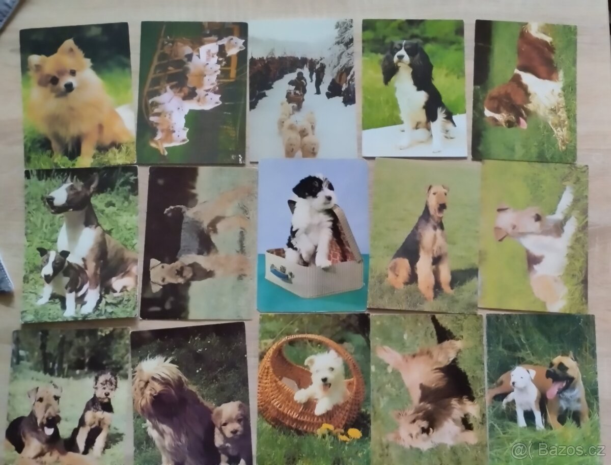 Pohlednice psů, pohledy psů,pes. - 5
