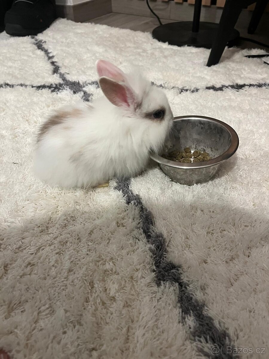 Zakrsly Králíček Holčička - 5