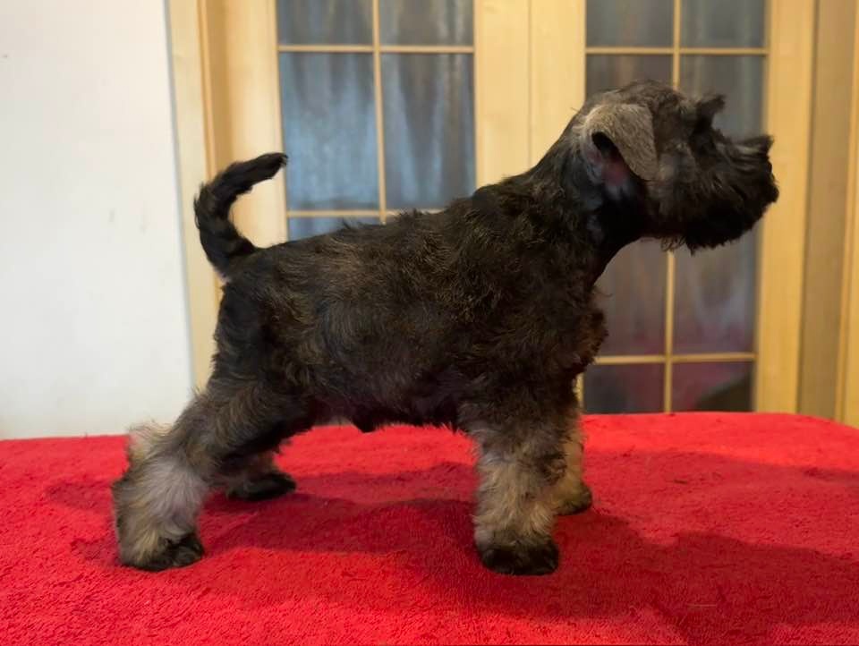 Knírač malý pepř a sůl - 5