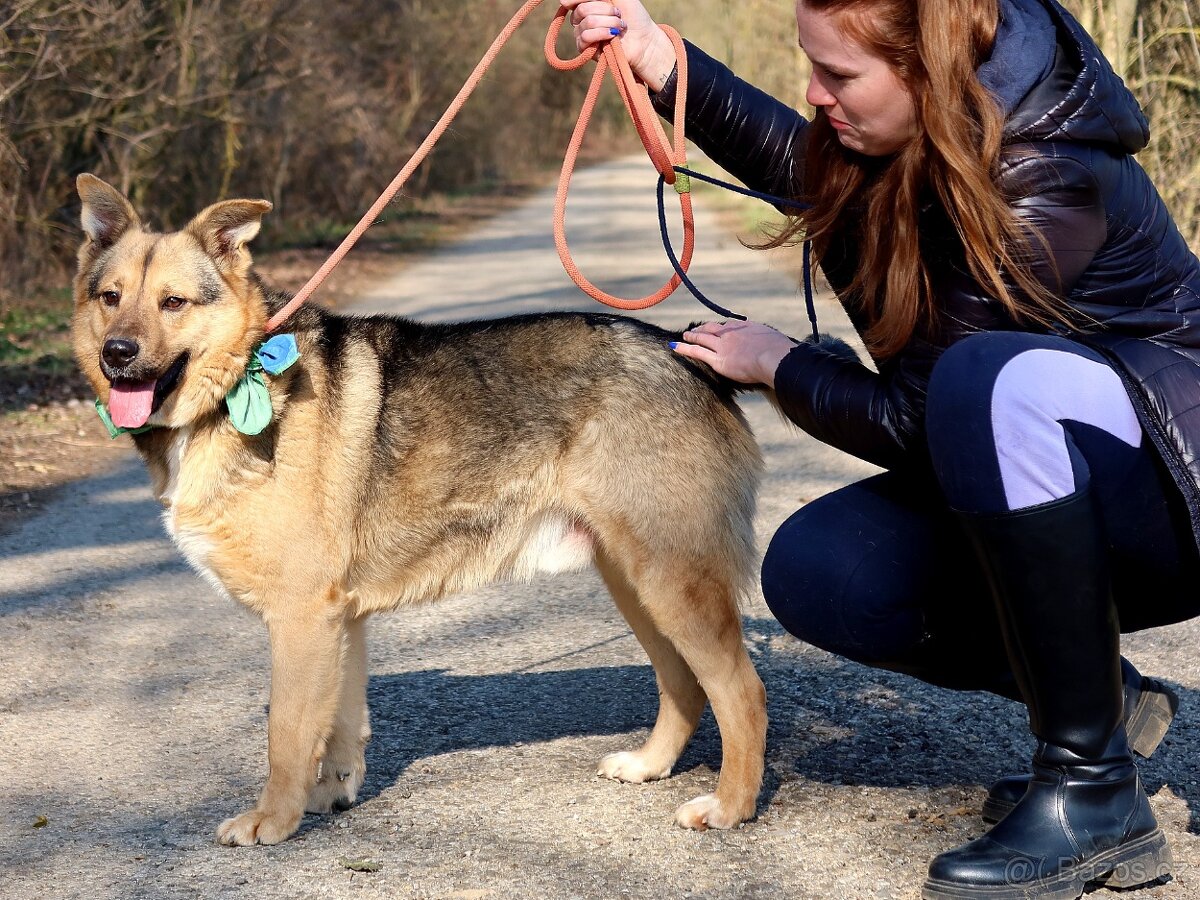 HAKIM K ADOPCI - 3 ROKY, KRÁSNÝ,PŘÁTELSKÝ,HRAVÝ - 5