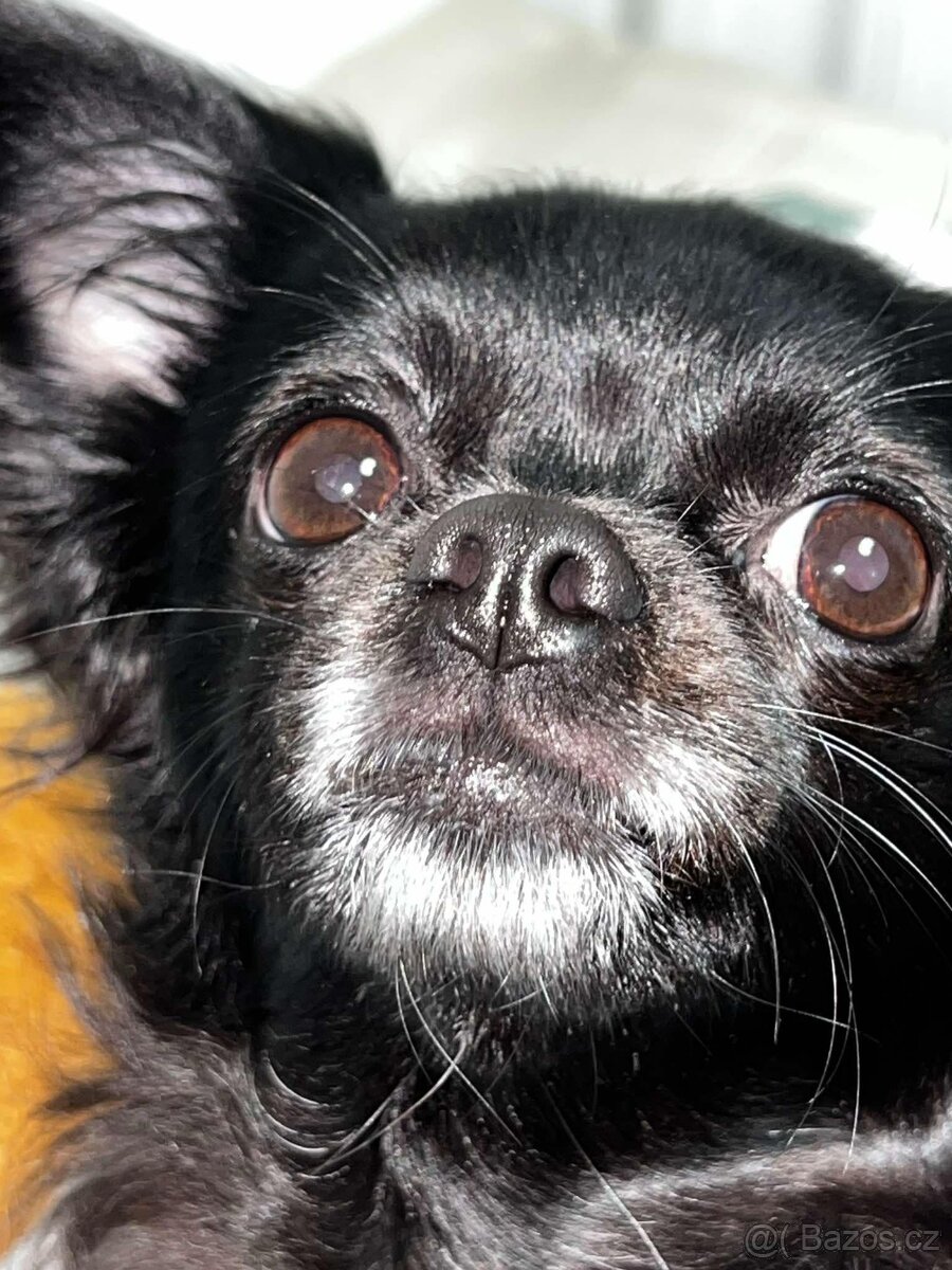 Nabízím čivavu ke krytí - 5