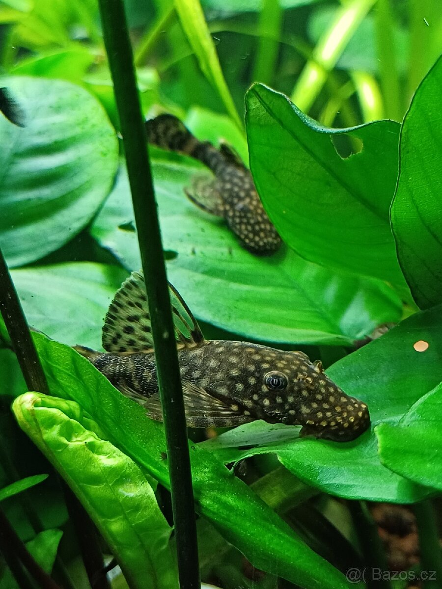 Prodej akvarijních rybiček, rostlin a šneků - 5