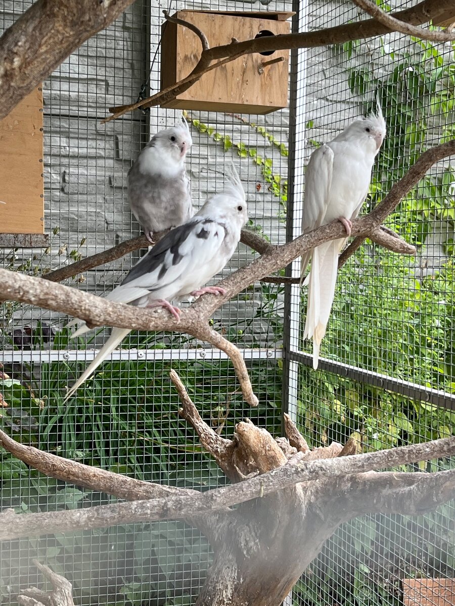 Prodám samce korely bělohlavé - 5