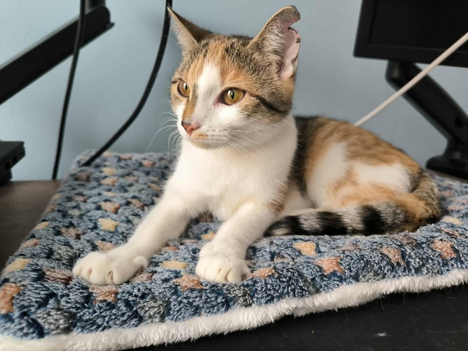 Kočička Mozaika - 5