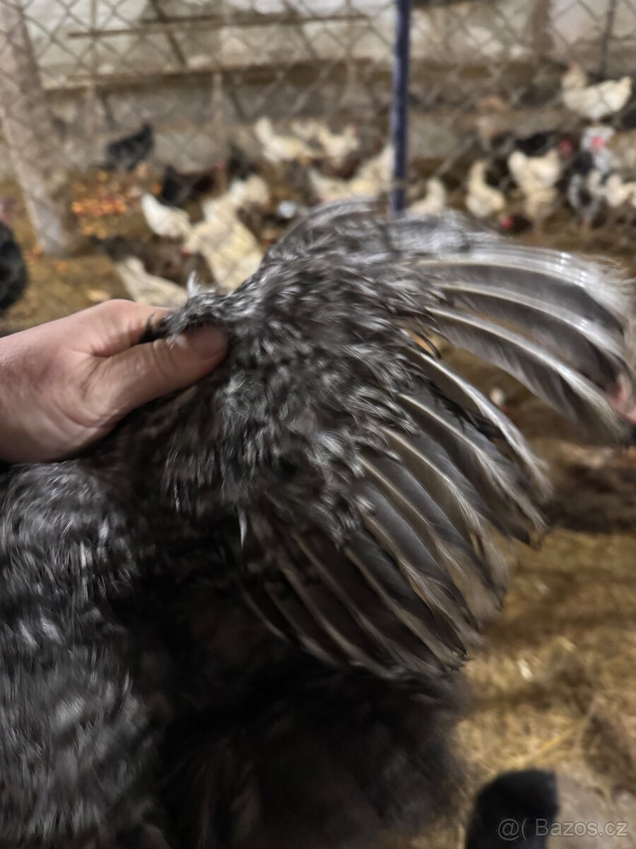 Hedvábníčky velké vousatá - 5