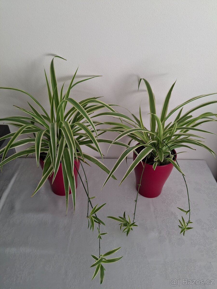 Pokojova rostlina zelenec 3 + 3 - 5