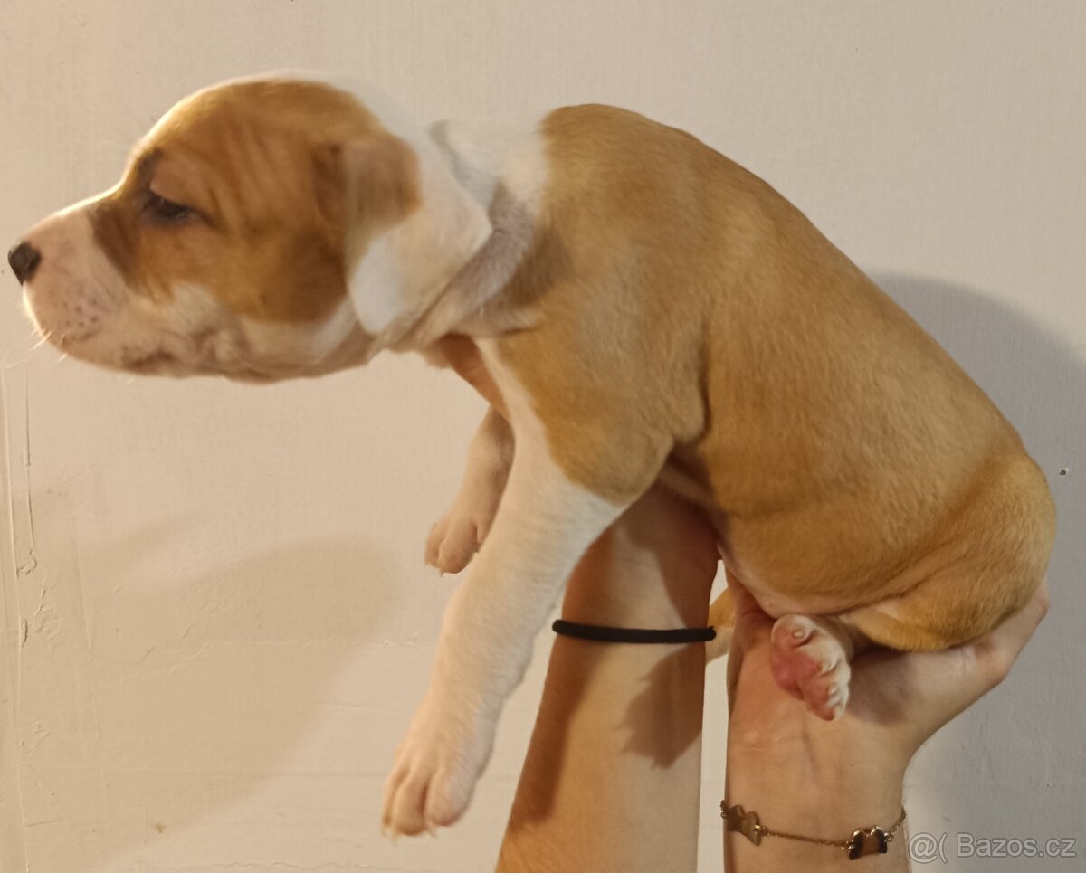 Štěňata americký stafordšírský teriér - 5