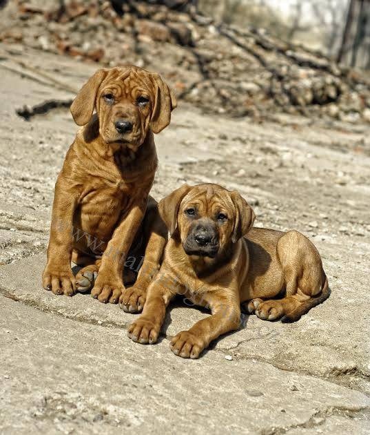 Tosa inu štěnata - přijímáme rezervace - 5