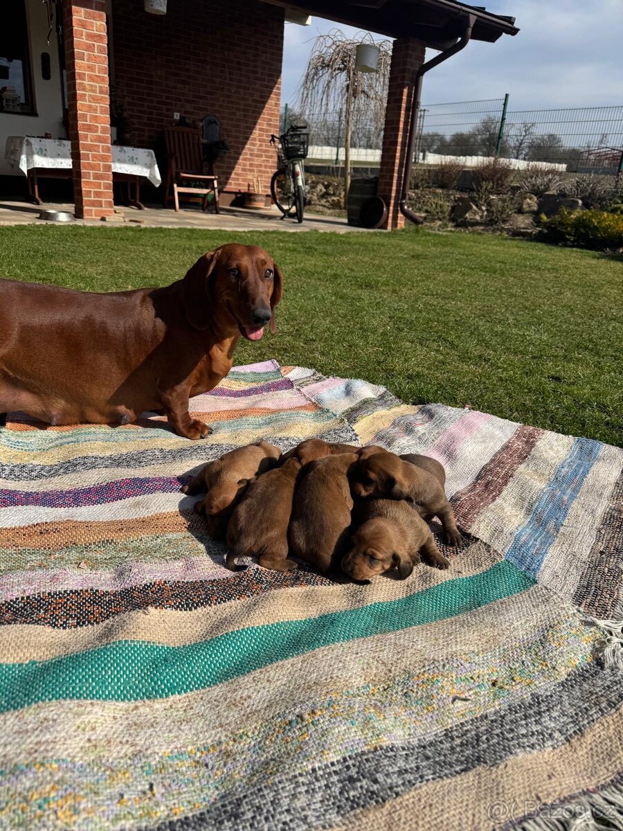 Jezevčík hladkosrstý - 5