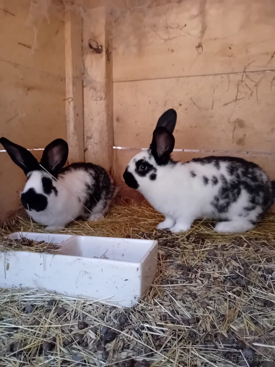 Kříženci BO a hyly - 5