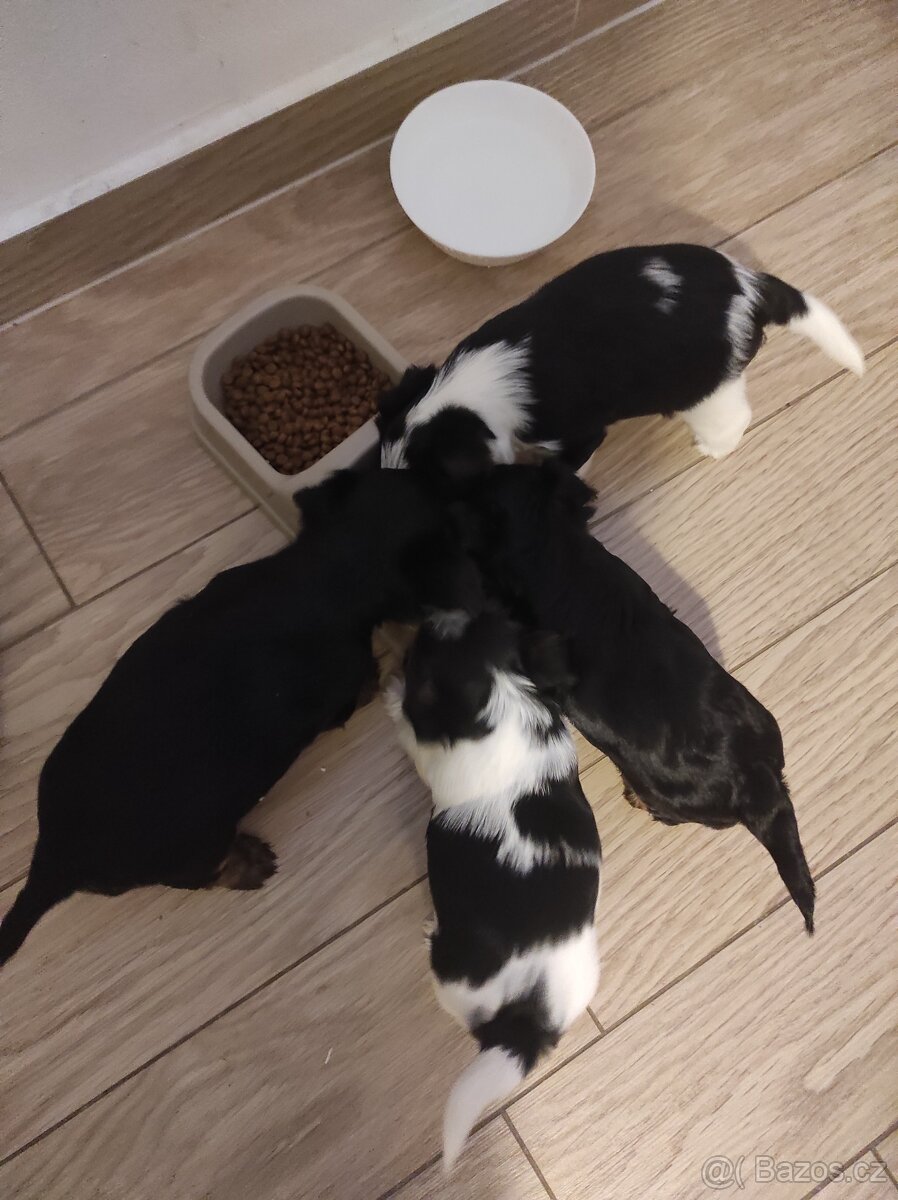 jorksirsky terier - 5