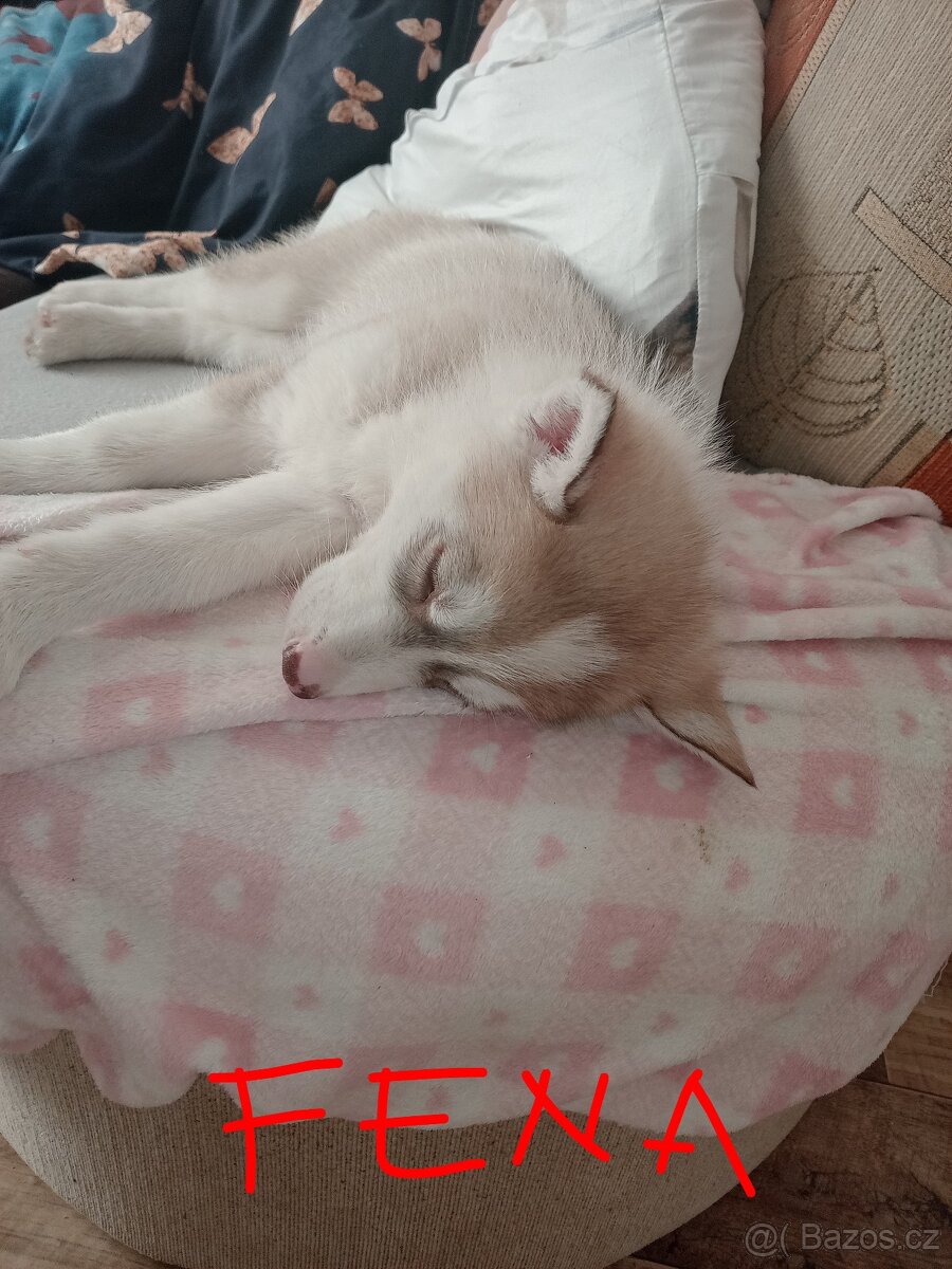 Štěňata sibiřský husky bez pp - 5