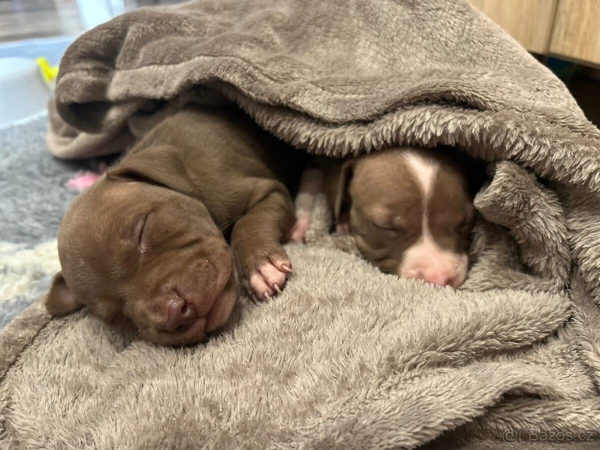 Americký pitbull teriér s PP - 5