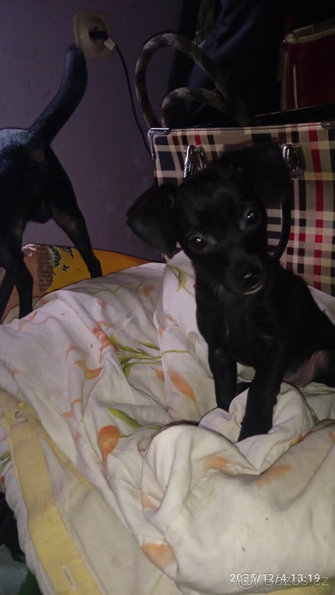 Trpasličí jezevčík křížený s čivavou poslední kus - 5