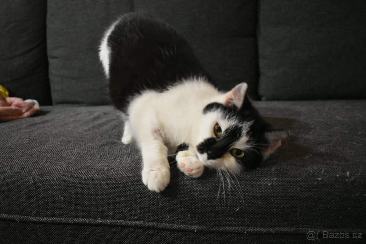 Kočička Gizy - 5