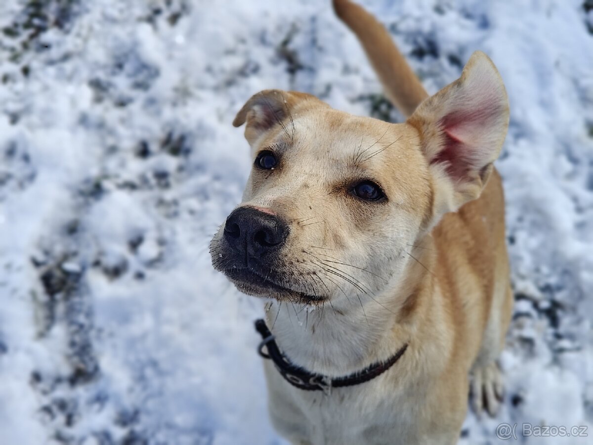 Kříženec - fena - 5