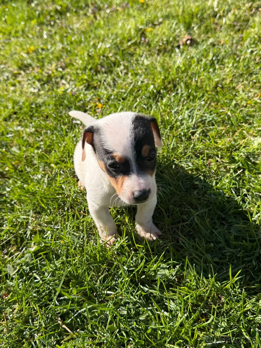 Jack Russell teriér - 5