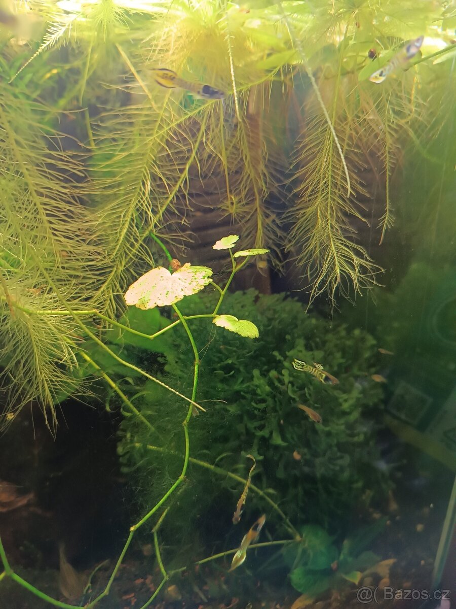 Endlerky Yellow tiger - 5