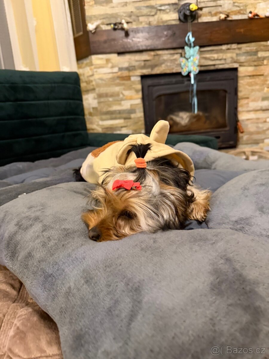 PRODÁM PEJSKY - 5