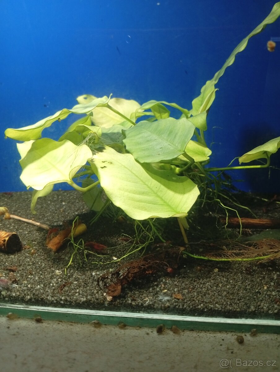 Prodám přebytky akvarijních rostlin - 5