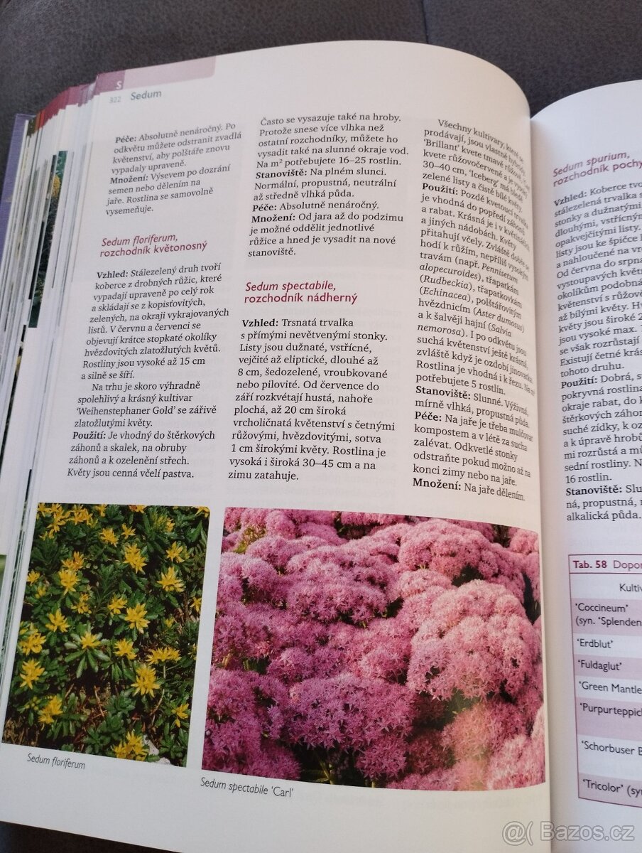 Zahradní rostliny - 5