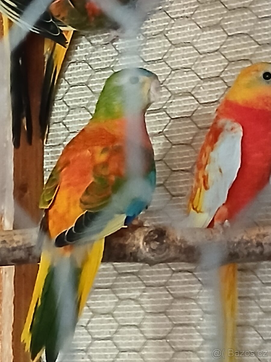 Neofema tyrkysova - 5