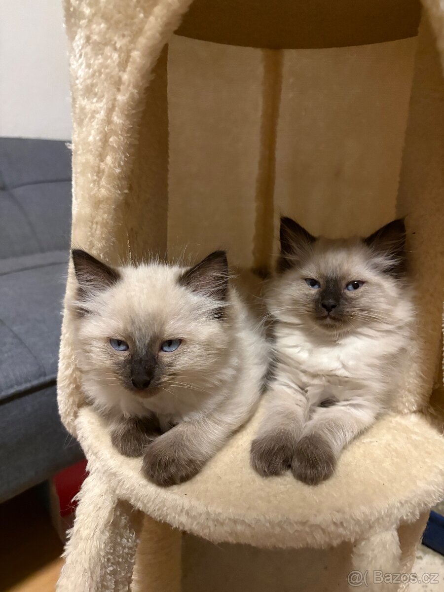 Koťata Ragdoll - 5