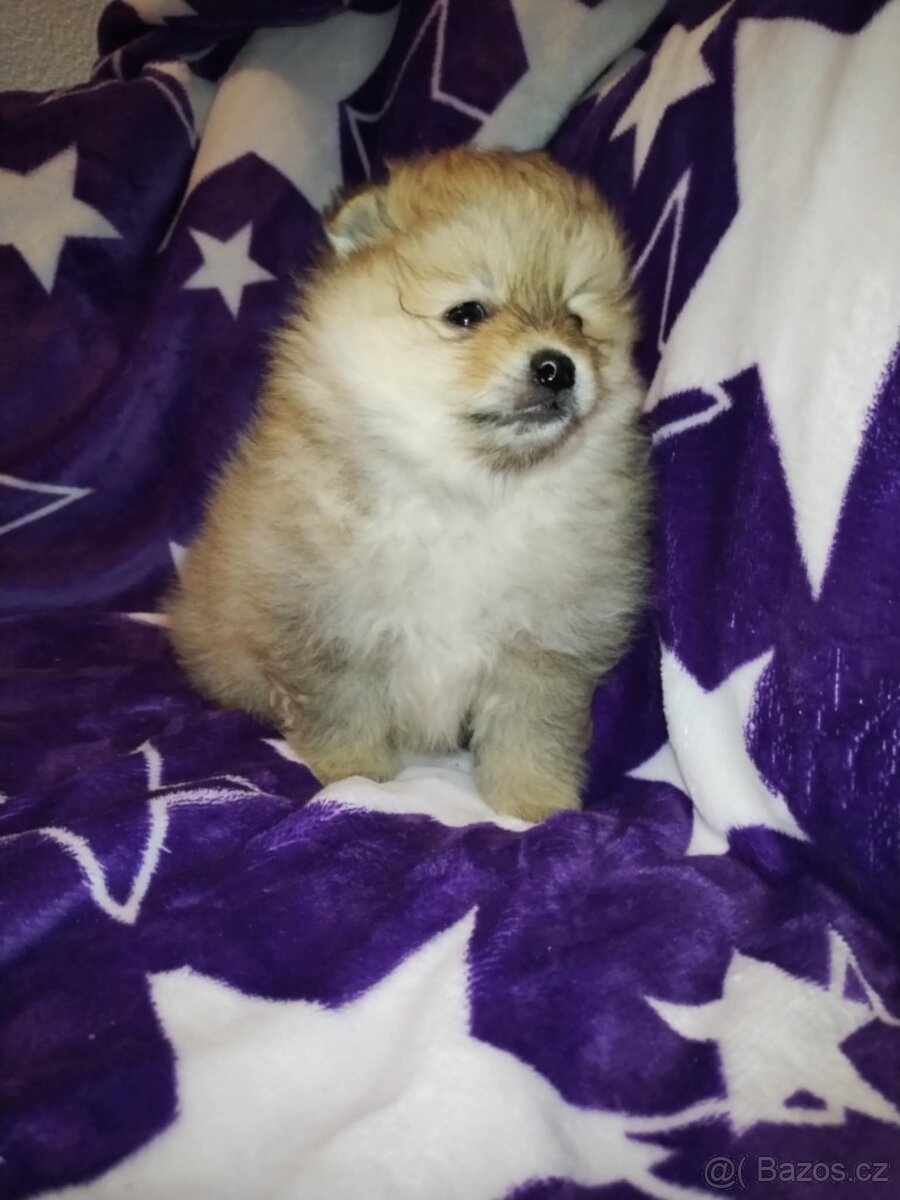 Pomeranian- německý špic - 5