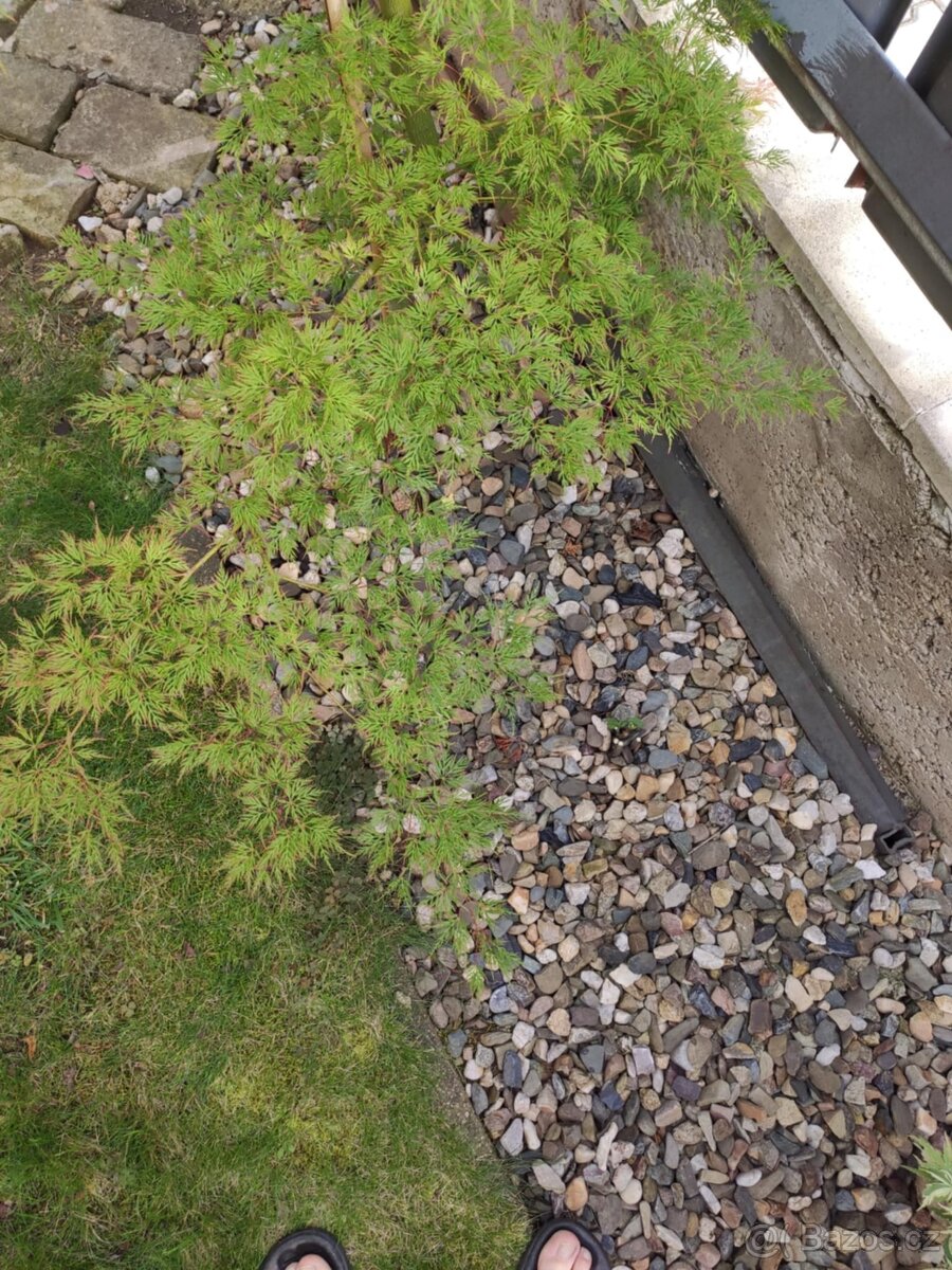 Japonský javor zeleny - 5