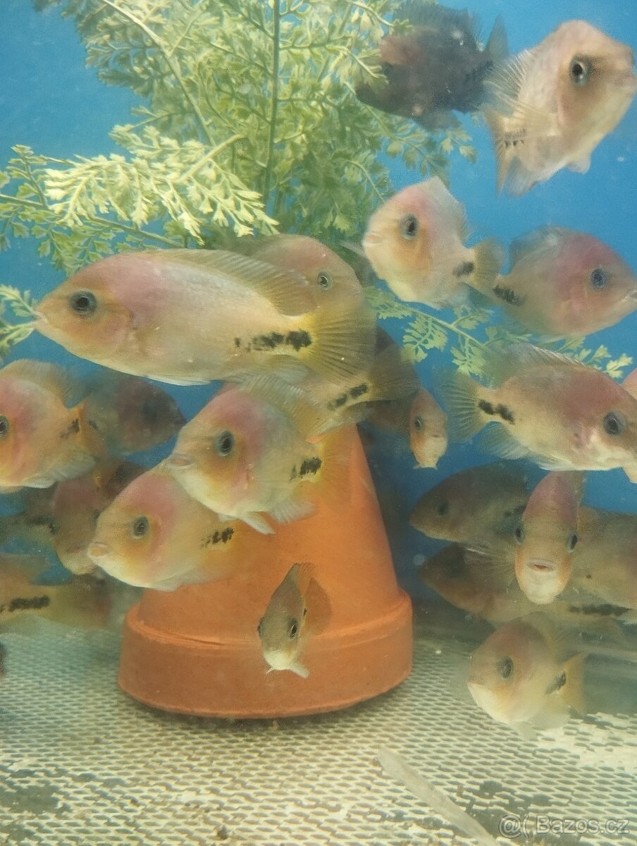 prodej novinek ze dvora - 5