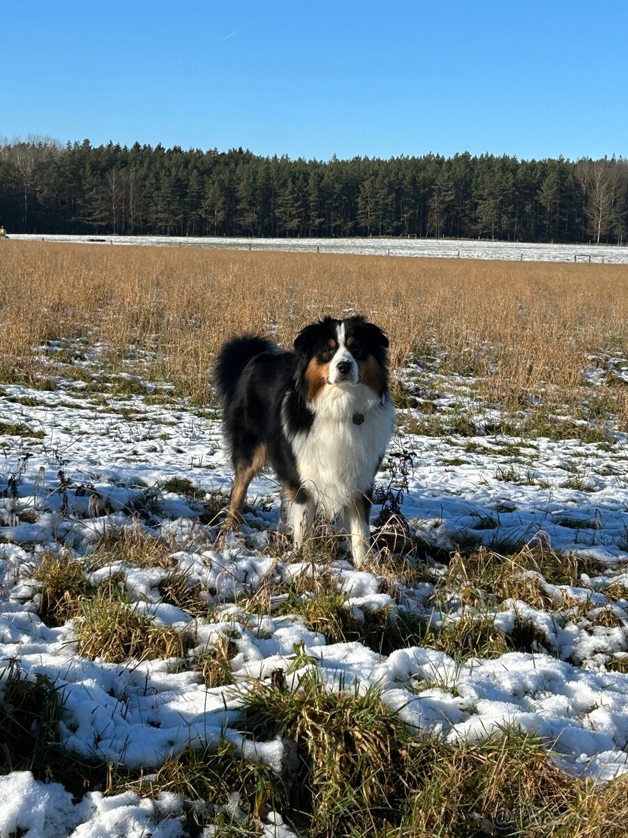 Australsky ovcak - KRYTI - 5