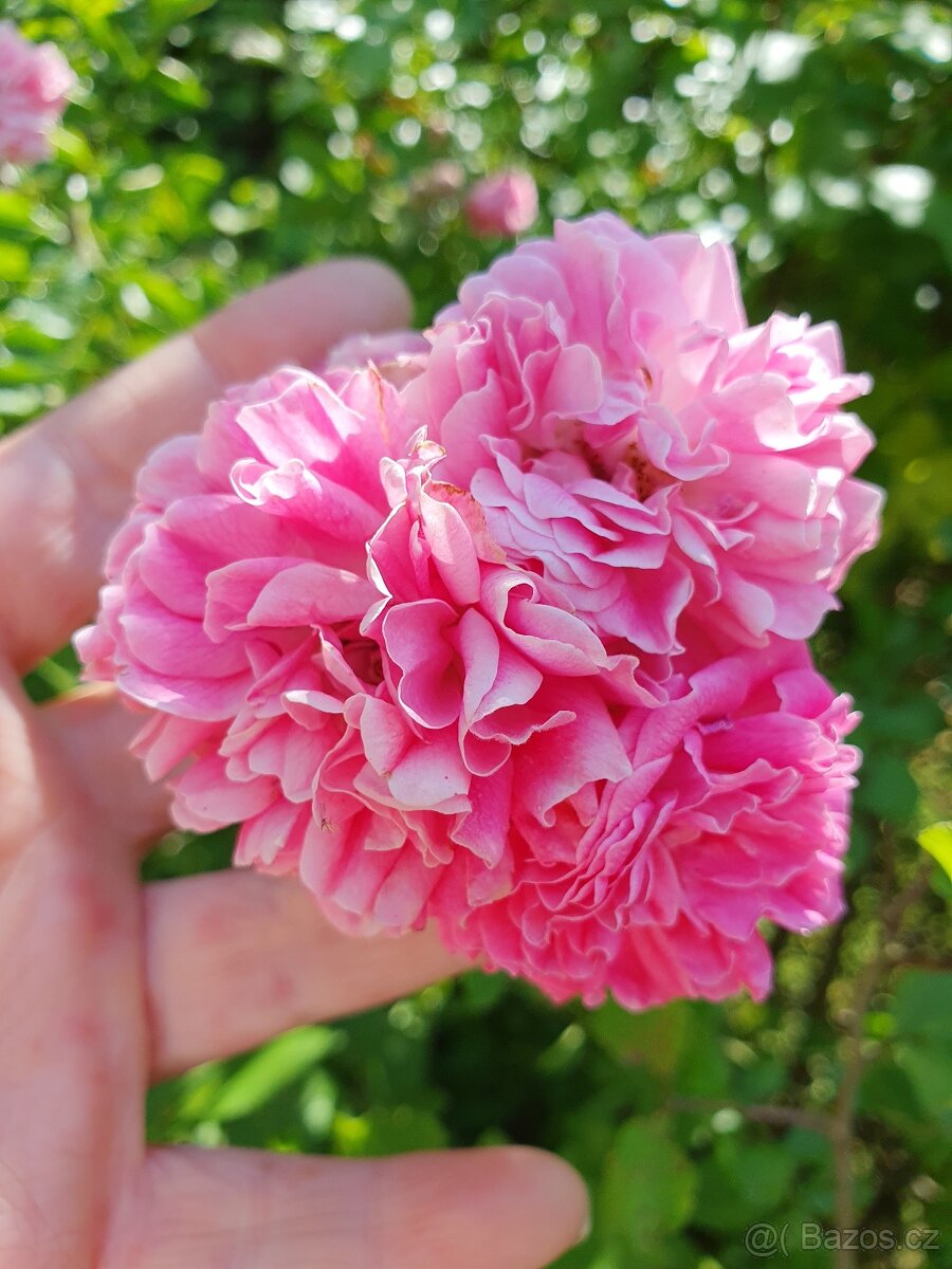 Růže růžová popínavá - 5